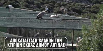 Ελληνικό Κέντρο Περίθαλψης Άγριων Ζώων (ΕΚΠΑΖ)
